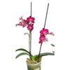Orquídeas Planta import placeholder for 1429